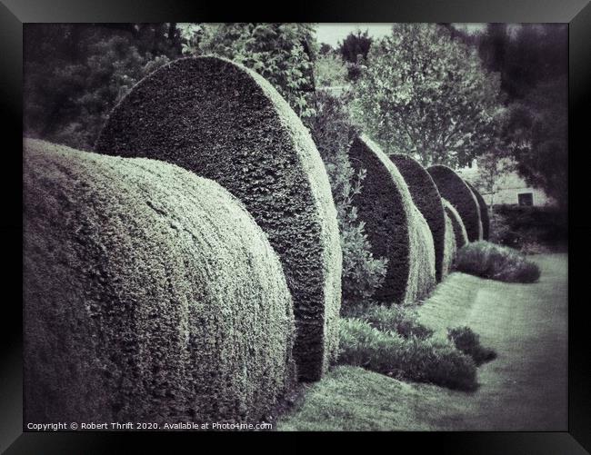 Clipped yew hedge Framed Print by Robert Thrift