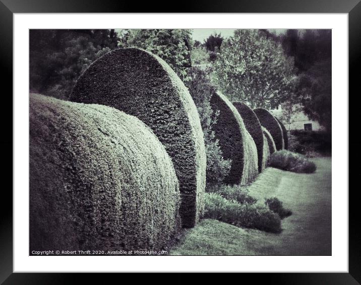 Clipped yew hedge Framed Mounted Print by Robert Thrift