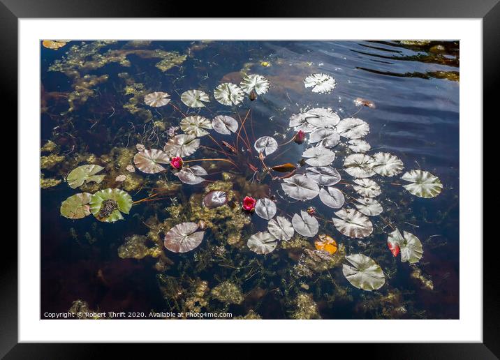 Water lily pads Framed Mounted Print by Robert Thrift