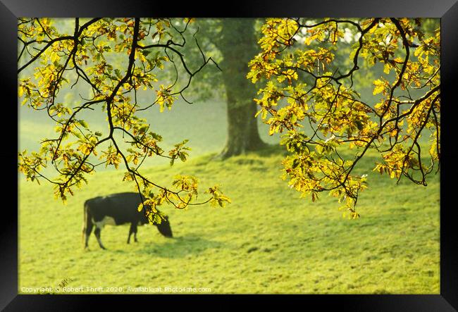 Autumn grazing, Wray Estate Framed Print by Robert Thrift