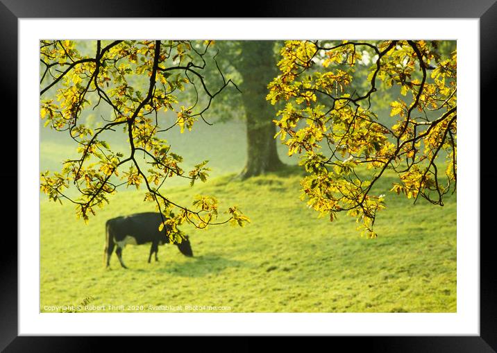 Autumn grazing, Wray Estate Framed Mounted Print by Robert Thrift