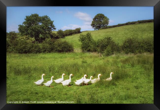Gaggle of geese, Surrey Framed Print by Robert Thrift