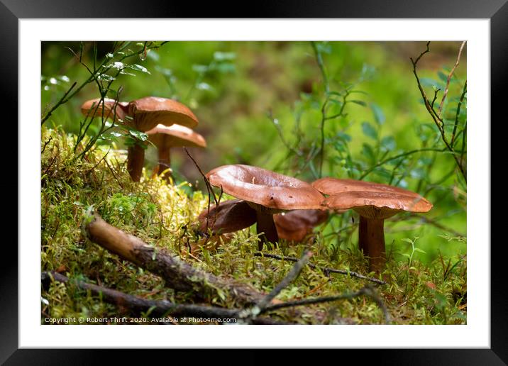 Mushrooms and moss near Alness Framed Mounted Print by Robert Thrift