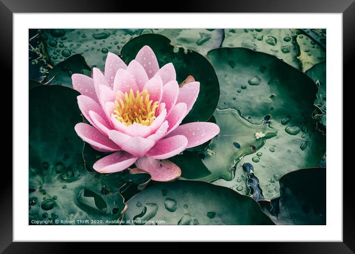 Rainy day water lily Framed Mounted Print by Robert Thrift