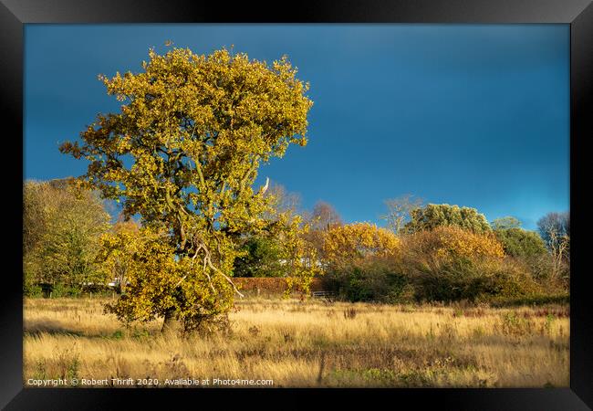 Cheshire oak Framed Print by Robert Thrift