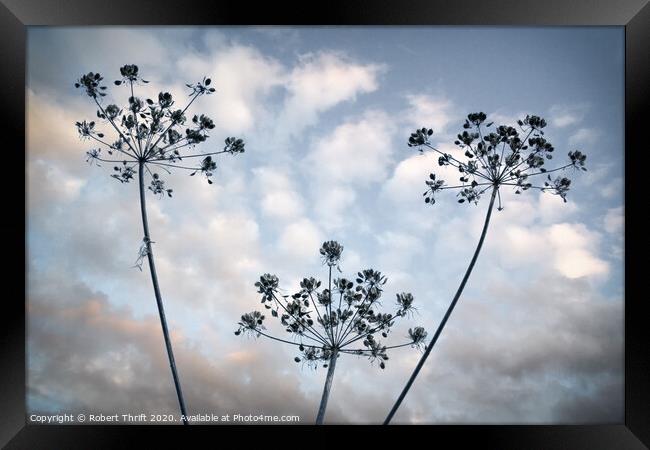 Cow parsley and mackerel sky Framed Print by Robert Thrift