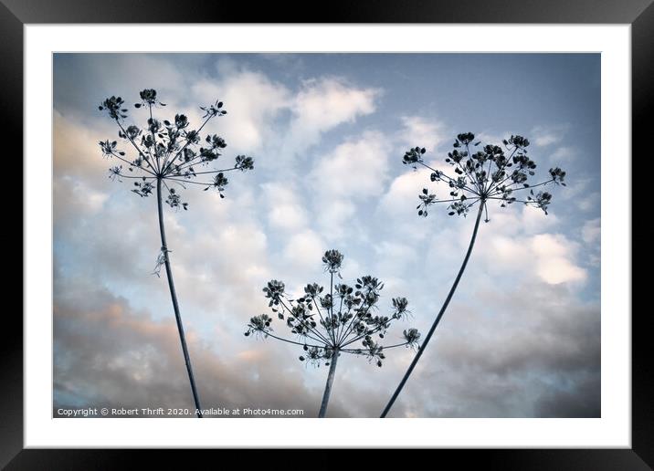 Cow parsley and mackerel sky Framed Mounted Print by Robert Thrift