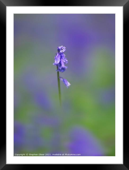 Lonely Bluebell Framed Mounted Print by Stephen Oliver