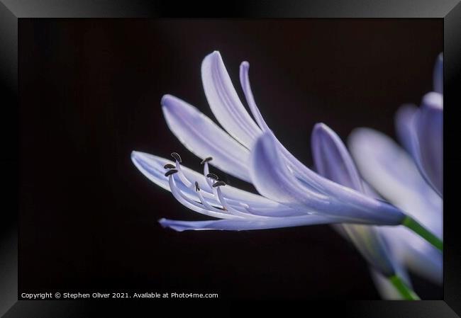 Abstract Agapanthus Framed Print by Stephen Oliver