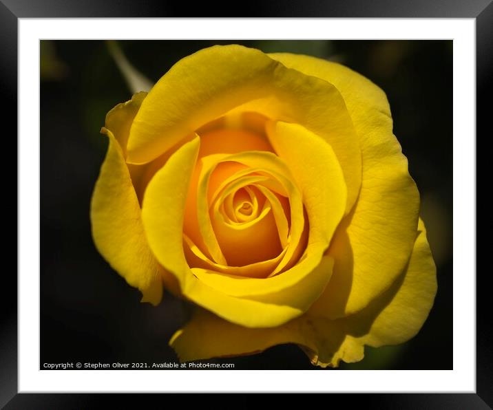 The Yellow Rose Framed Mounted Print by Stephen Oliver