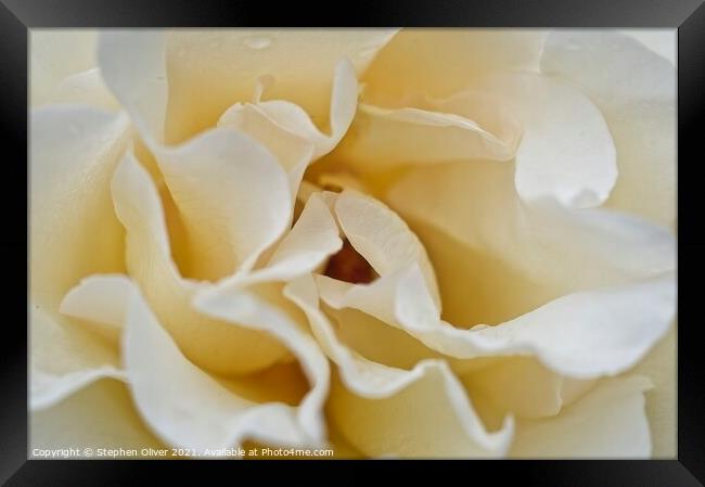 Abstract Rose Framed Print by Stephen Oliver