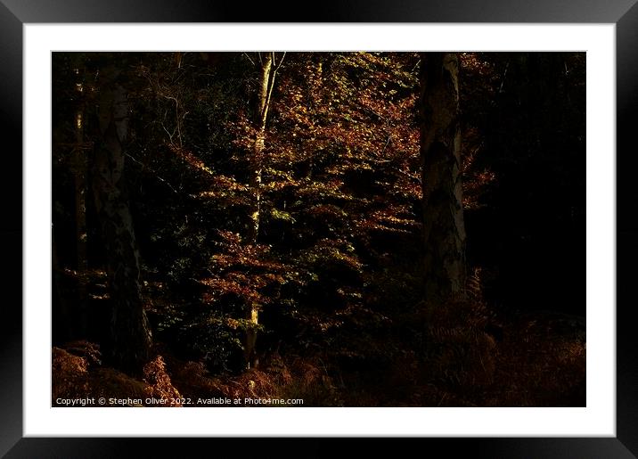 Autumn Light Framed Mounted Print by Stephen Oliver