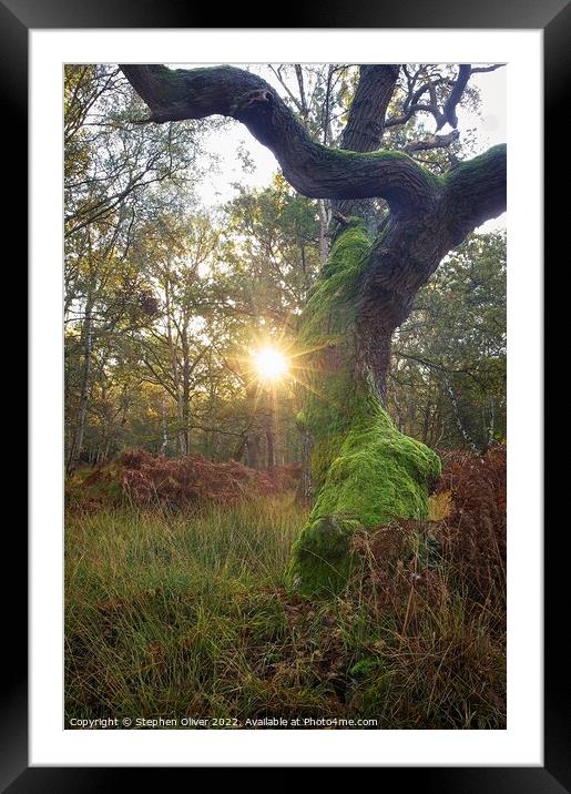 Forest Sun Star Framed Mounted Print by Stephen Oliver