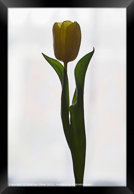Posing Tulip Framed Print by Stephen Oliver