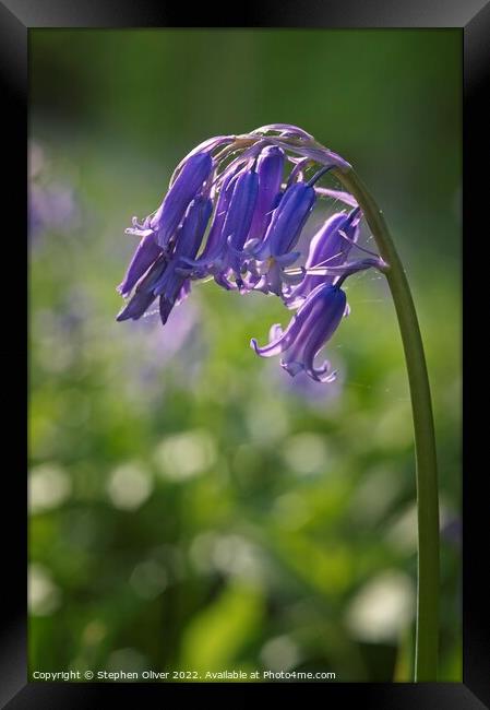 Bluebell Arch Framed Print by Stephen Oliver