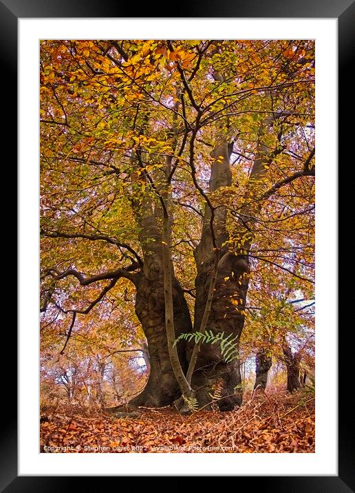 Autumn in the Forest Framed Mounted Print by Stephen Oliver