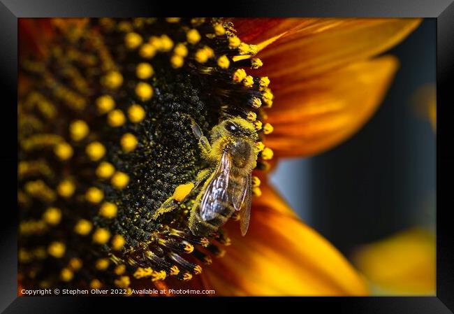 Happy Bee Framed Print by Stephen Oliver