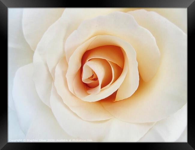 White Rose Framed Print by Stephen Oliver
