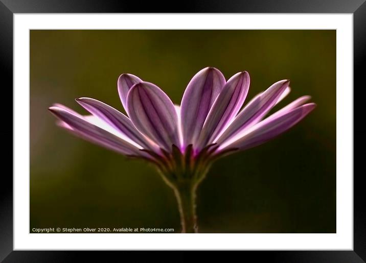Open Up Framed Mounted Print by Stephen Oliver