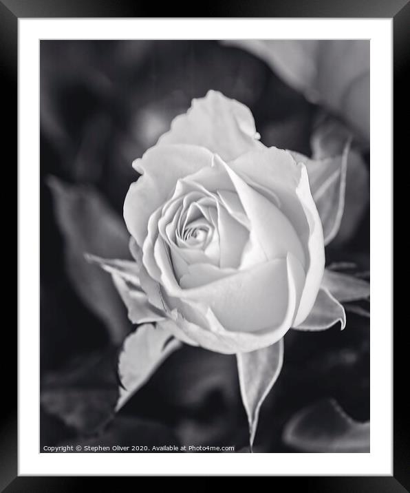 Mono Rose Framed Mounted Print by Stephen Oliver