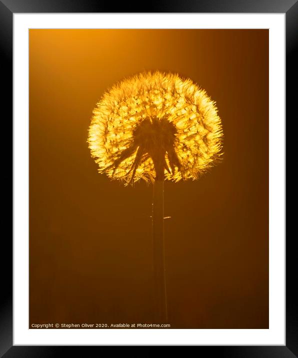 Dandelion Light Framed Mounted Print by Stephen Oliver