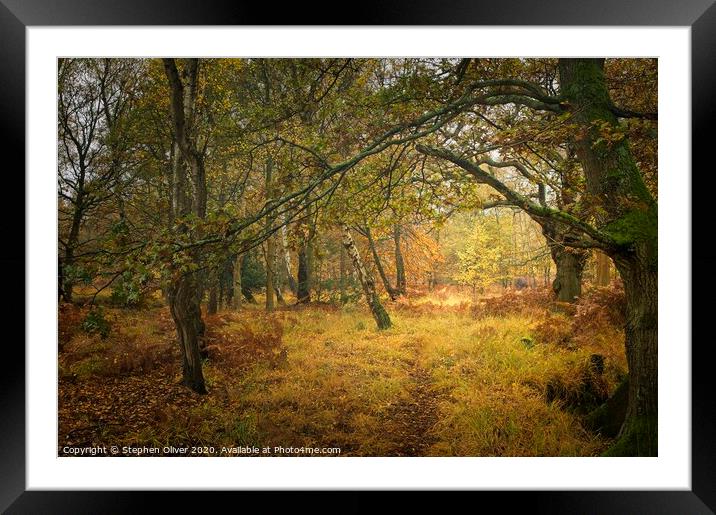 Autumn Forest Framed Mounted Print by Stephen Oliver