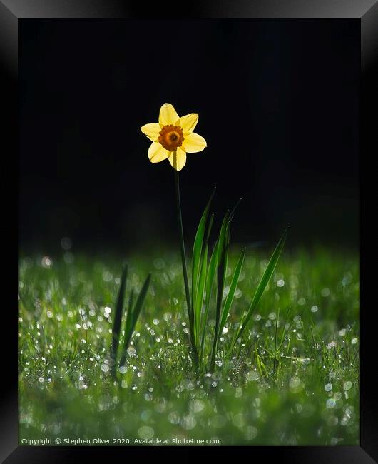 Lone Daffodil  Framed Print by Stephen Oliver