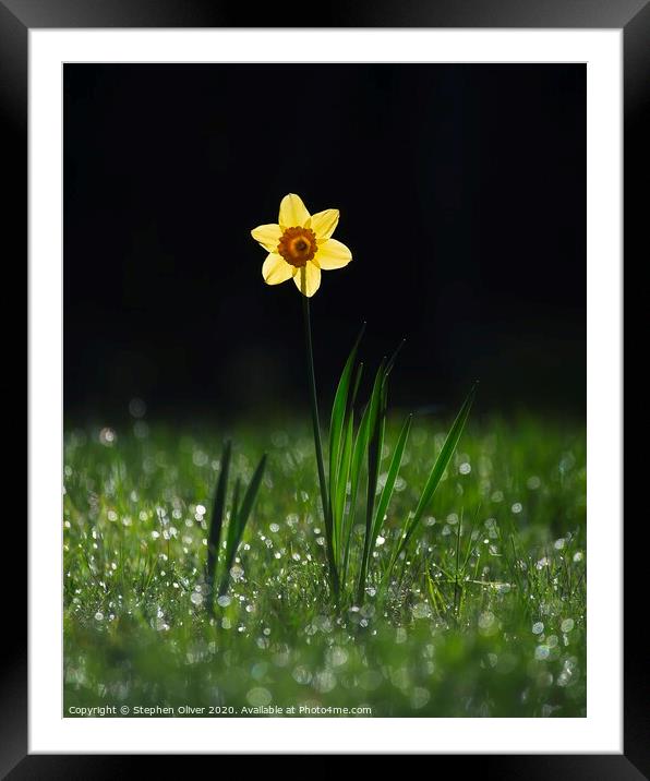 Lone Daffodil  Framed Mounted Print by Stephen Oliver