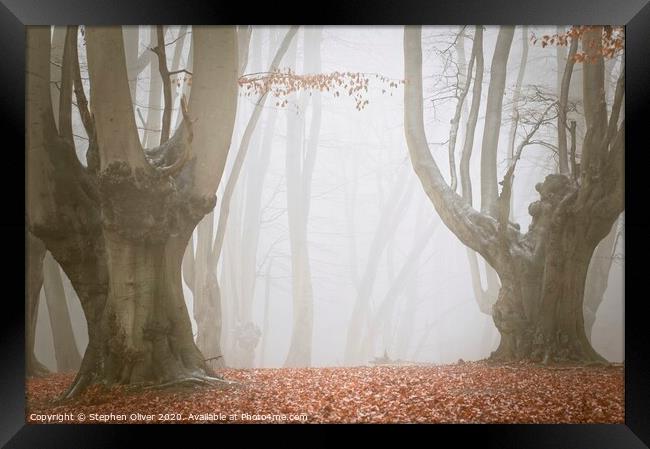 Spooky Forest Framed Print by Stephen Oliver