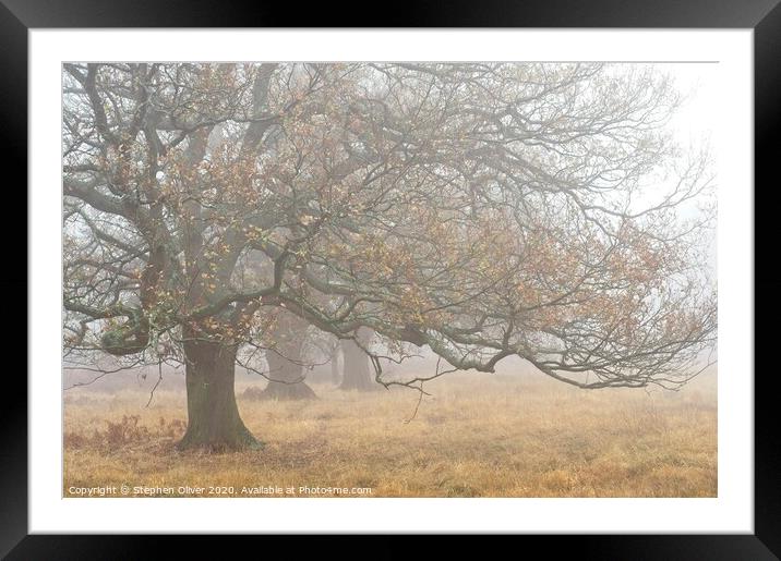 Trees in the mist Framed Mounted Print by Stephen Oliver
