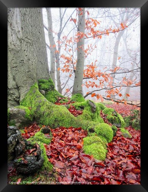 Rooted Framed Print by Stephen Oliver