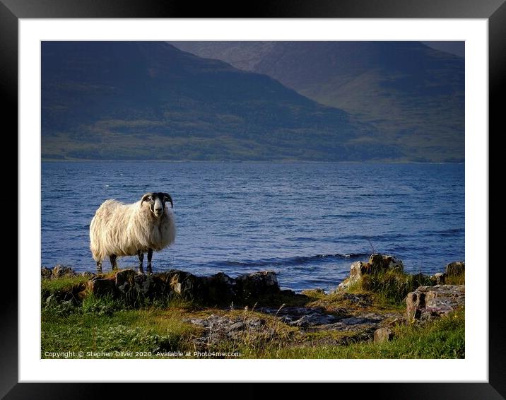Sheep's Shore Framed Mounted Print by Stephen Oliver