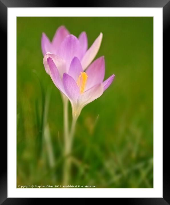 Spring Crocus Framed Mounted Print by Stephen Oliver