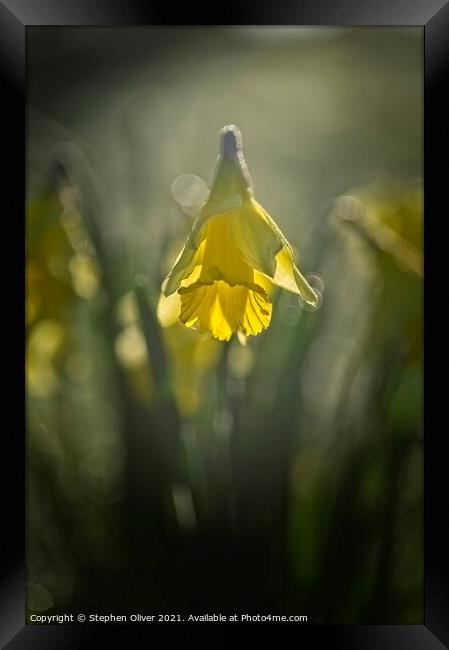 Spring Time Daffodil  Framed Print by Stephen Oliver