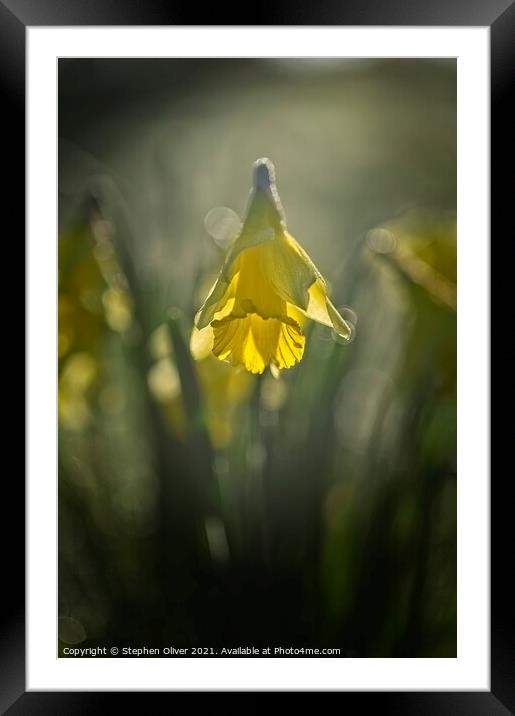Spring Time Daffodil  Framed Mounted Print by Stephen Oliver