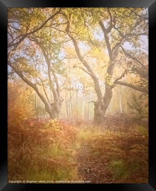 Misty Woodland Framed Print by Stephen Oliver