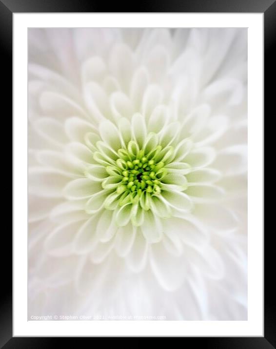 White Petals Framed Mounted Print by Stephen Oliver