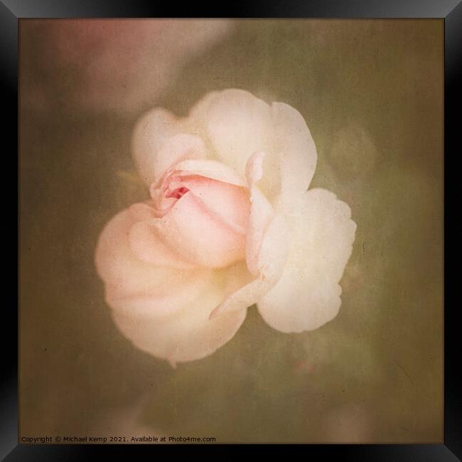 A rose called Jasmine Framed Print by Michael Kemp