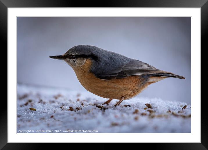 Nuthatch Framed Mounted Print by Michael Kemp