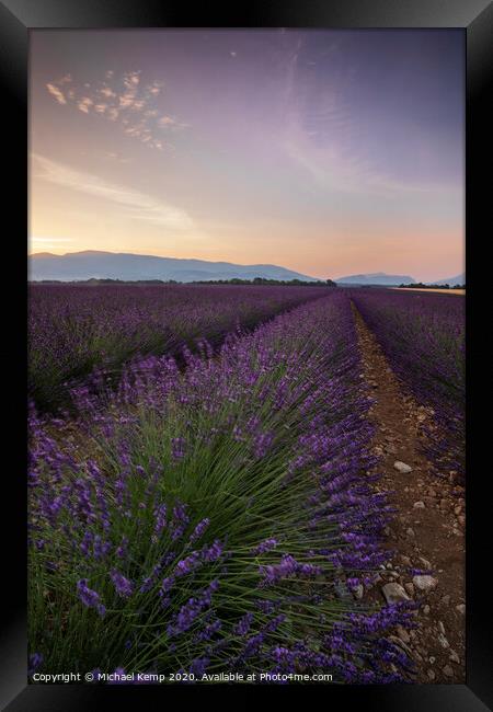 Lavender field at Sunrise Framed Print by Michael Kemp