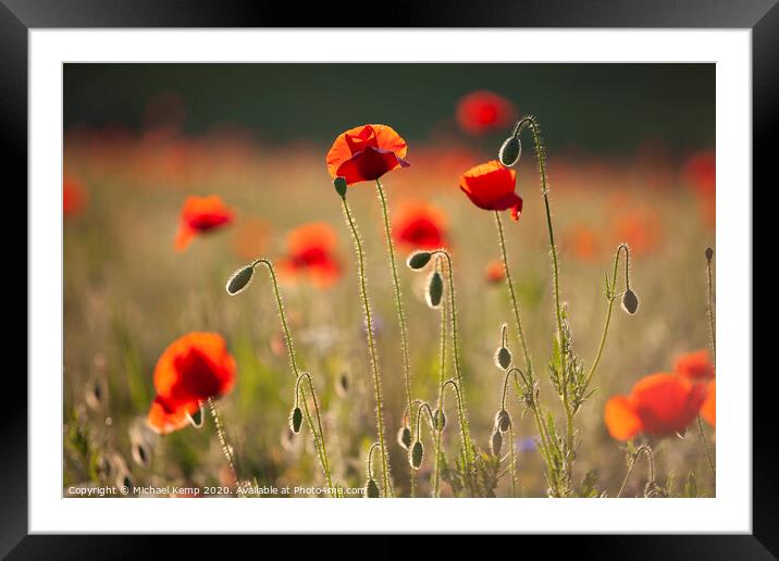 Poppies  Framed Mounted Print by Michael Kemp