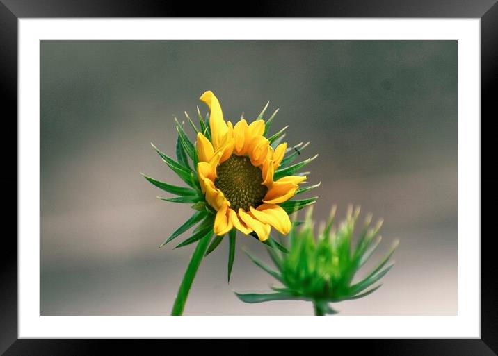 Flower and plant Framed Mounted Print by Ravindra Kumar