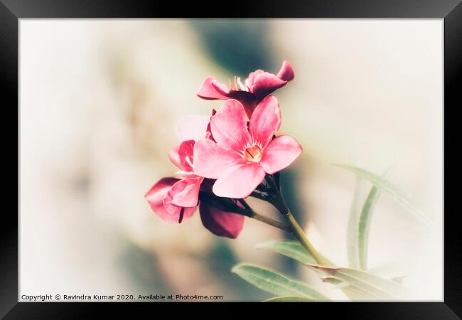 Plant flower Framed Print by Ravindra Kumar