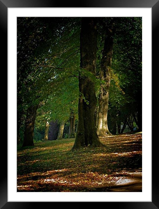 Toned Buxton Trees Framed Mounted Print by Nige Morton