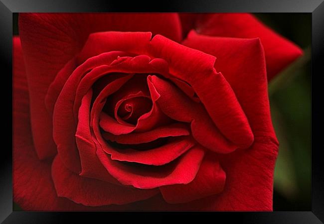 Red Rose Framed Print by Nige Morton
