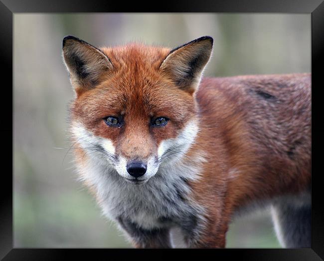 Red Fox Framed Print by Nige Morton