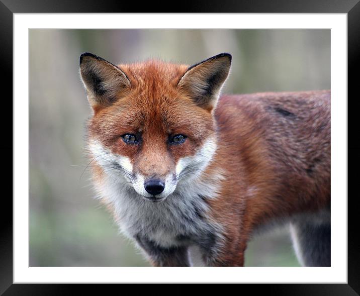 Red Fox Framed Mounted Print by Nige Morton