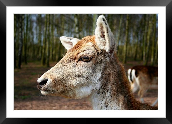Hi Deer Framed Mounted Print by Nige Morton