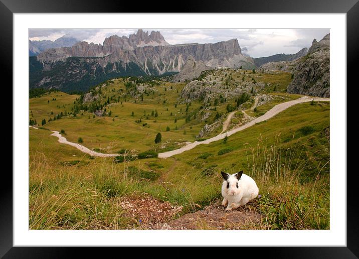 Rabbit on the edge  Framed Mounted Print by Normunds Spakovskis
