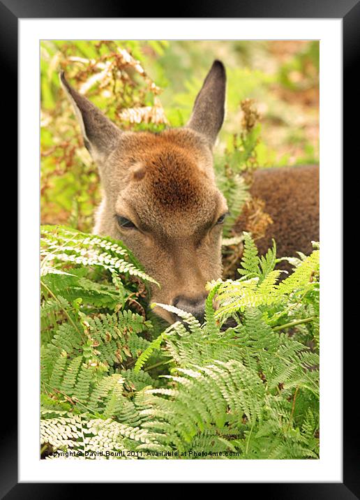 Quiet please Framed Mounted Print by David Borrill